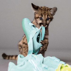 Alternative view of Giày Puma Suede Heart Reset Wmns 'Aruba Blue' 363229-01