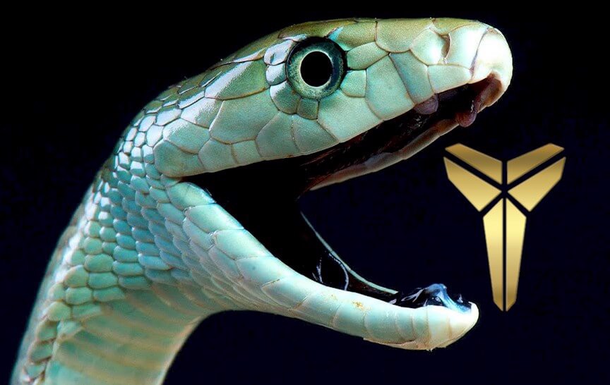 logo-kobe-bryant-va-lich-su-dang-sau-di-san-cua-anh-ay