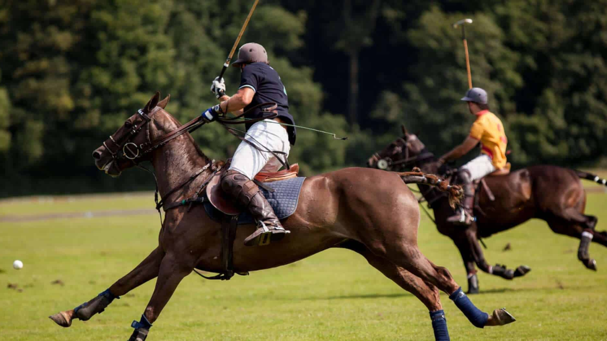 Hinh anh 3: Lacoste vs. Ralph Lauren: Mau ao Polo co dien nao len ngoi?