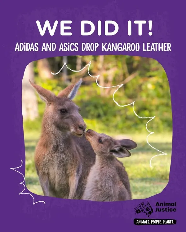 ASICS bắt đầu tham gia phong trào không sử dụng da Kangaroo Hinh anh 2: ASICS bat dau tham gia phong trao khong su dung da Kangaroo