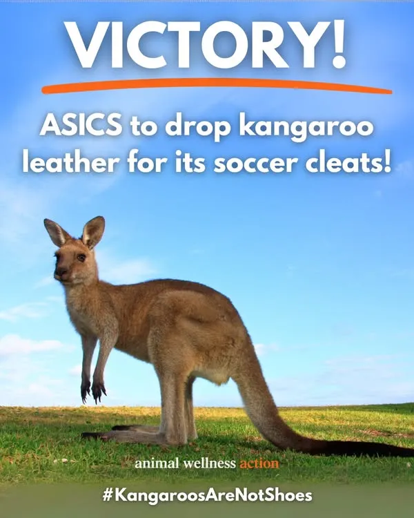 ASICS bắt đầu tham gia phong trào không sử dụng da Kangaroo Hinh anh 1: ASICS bat dau tham gia phong trao khong su dung da Kangaroo