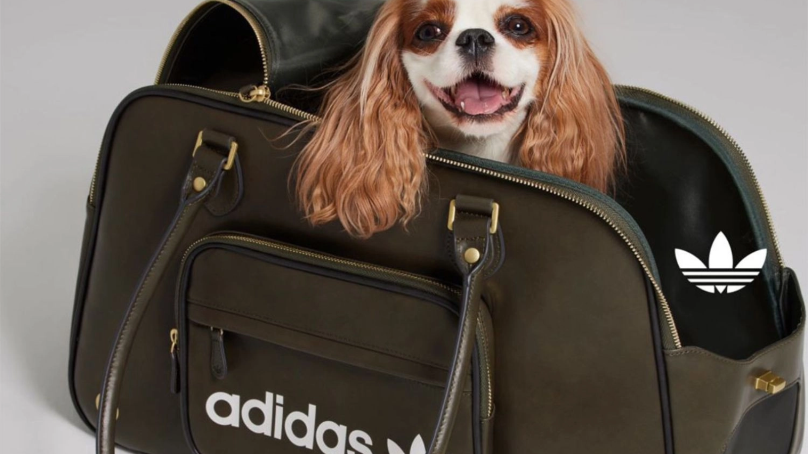 Hinh anh 4: Hinh anh bo suu tap adidas Originals Pet Collection 2025 cho thu cung